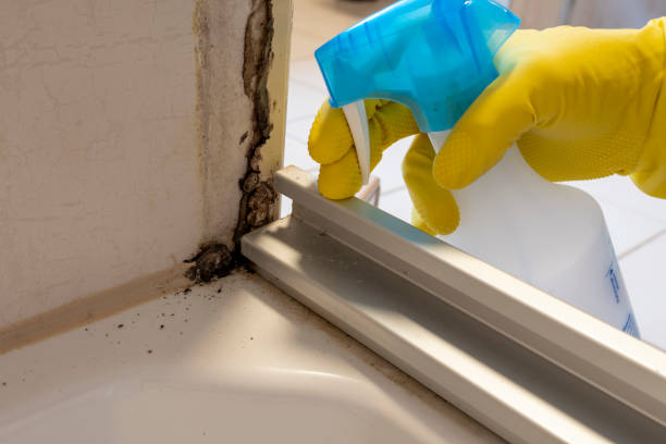 Certified Mold Removal in Madeira, OH